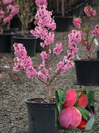 Prunus Nectarine 'Nectar Babe'