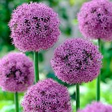 Allium 'Gladiator'