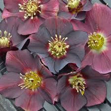 Load image into Gallery viewer, Helleborus &#39;Rome in Red&#39;

