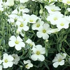 Arenaria mont. 'Avalanche'