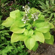 Hosta 'Banana Kid'