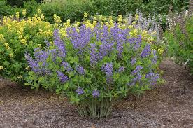 Baptisia 'Blueberry Sundae'
