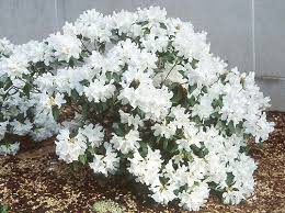 Rhododendron 'Dora Amateis'