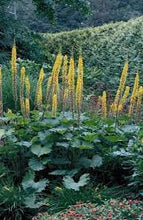 Load image into Gallery viewer, Ligularia sten. &#39;The Rocket&#39;
