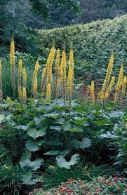 Ligularia sten. 'The Rocket'