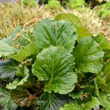 Berginia 'Ripple Effect'