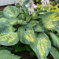 Hosta 'Lone Star'