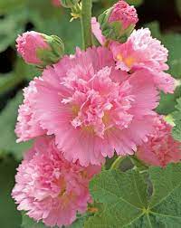 Alcea 'Celebrities Pink'