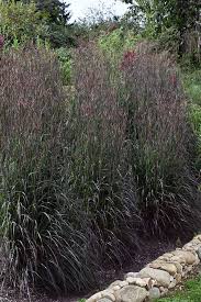 Andropogon ger. 'Holy Smoke'
