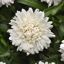 Leucanthemum 'Make my Daisy Crazy'