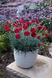 Dianthus AP. 'Cherry Pie'