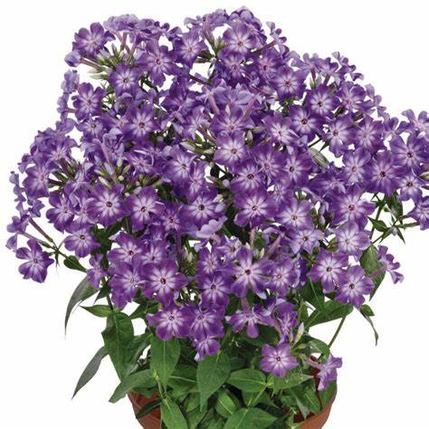 Phlox pan. 'Early Purple' - Garden Phlox