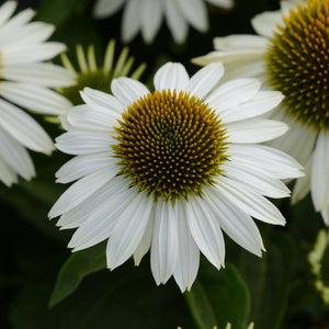 Echinacea 'Sombrero Blanco' - Coneflower