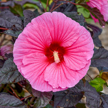 Load image into Gallery viewer, Hibiscus 'Edge of Night'
