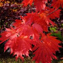 Load image into Gallery viewer, Acer japonicum &#39;Ed Wood&#39; - Full Moon Maple
