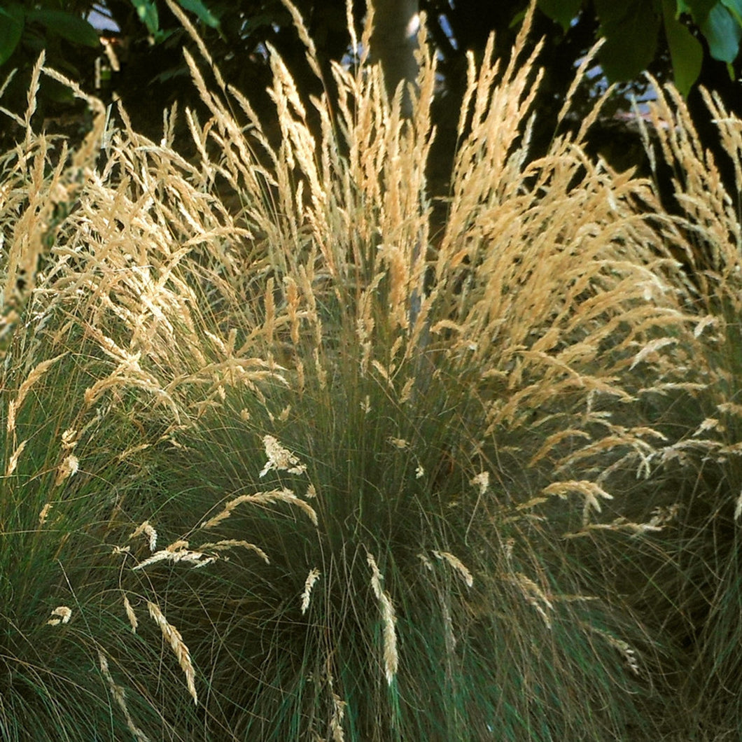 Festuca 'Eilers Beauty'