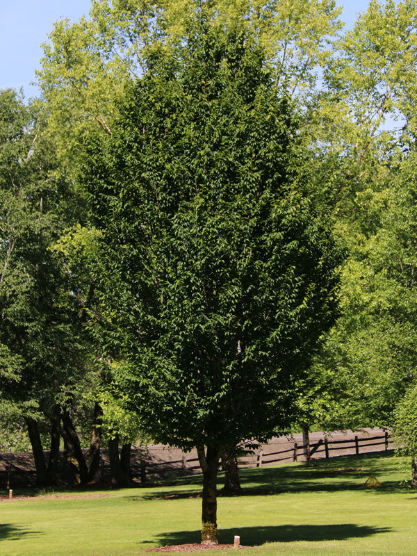 Carpinus betulus ‘Emerald Avenue’ - Hornbeam