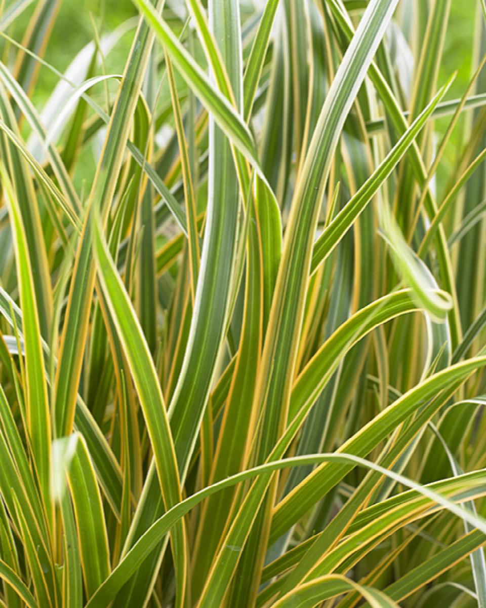 Carex 'Everglow' - Sedge