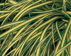 Carex 'Evergold' - Sedge