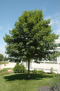 Acer sacch. 'Fall Fiesta' - Sugar Maple