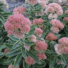 Load image into Gallery viewer, Sedum &#39;Frosted Fire&#39;
