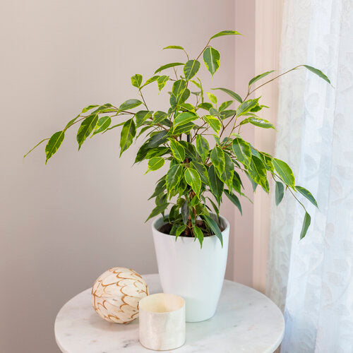 Ficus benjamina 'Anastasia'