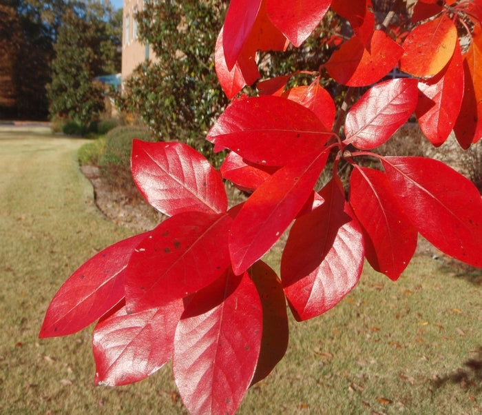 Nyssa sylvatica 'Forest Fire' - Tupleo