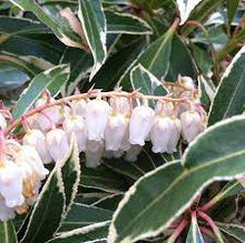 Load image into Gallery viewer, Pieris jap. &#39;Flaming Silver&#39;
