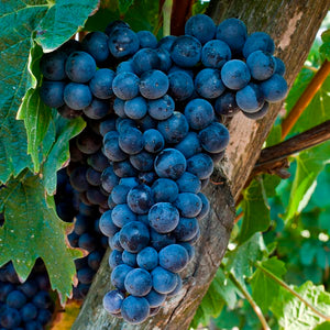 Vitis 'Frontenac' - Seedless Grape