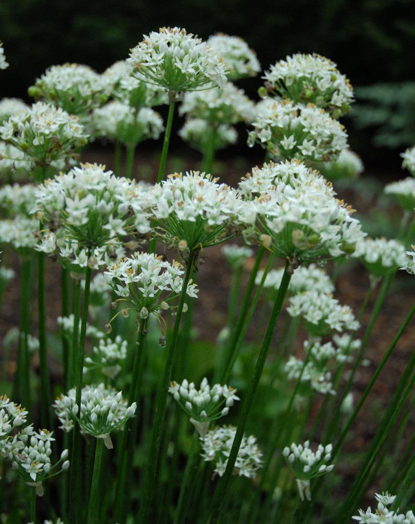 Allium ‘Geisha’ - Garlic Chives