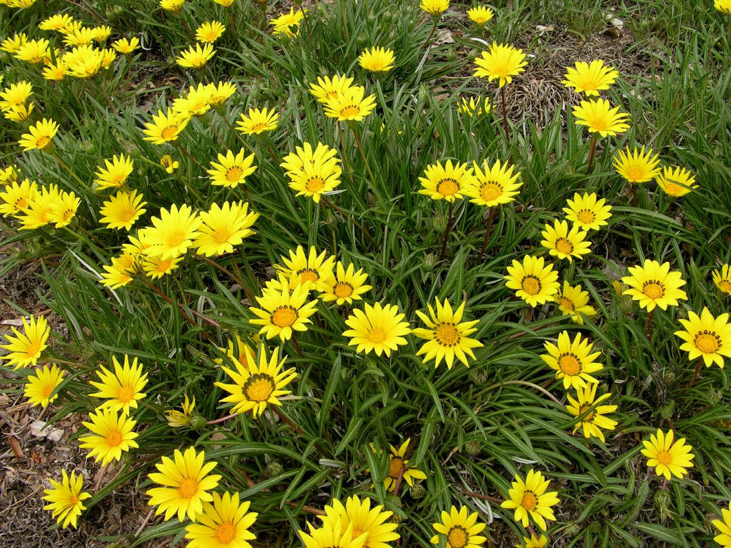 Gazania 'Colorado Gold'