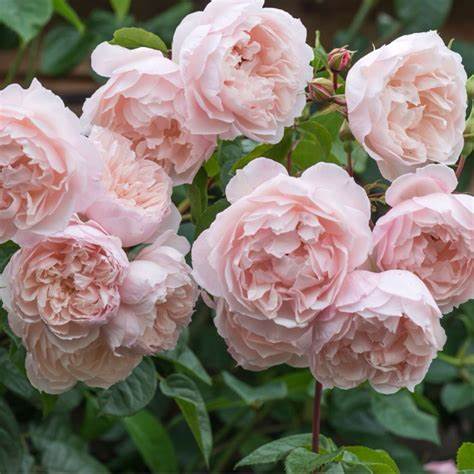 Rosa 'The Generous Gardener' - Climbing Rose