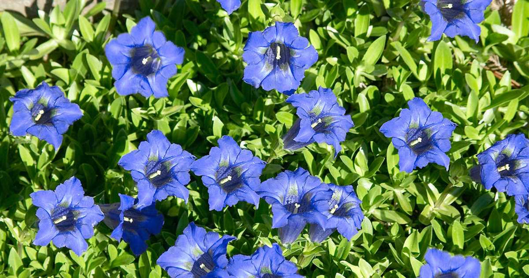 Gentiana dahurica