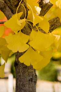 Ginkgo biloba 'Autumn Gold'