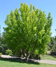 Load image into Gallery viewer, Ginkgo biloba &#39;Autumn Gold&#39;
