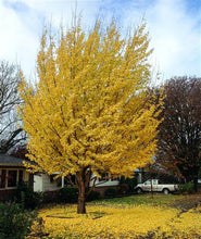 Load image into Gallery viewer, Ginkgo biloba &#39;Autumn Gold&#39;
