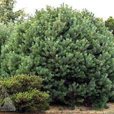Pinus syl. ‘Glauca Nana' - Dwarf Blue Scots PIne