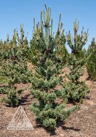 Pinus parv. ‘Glauca Brevifolia’ - Japanese White Pine