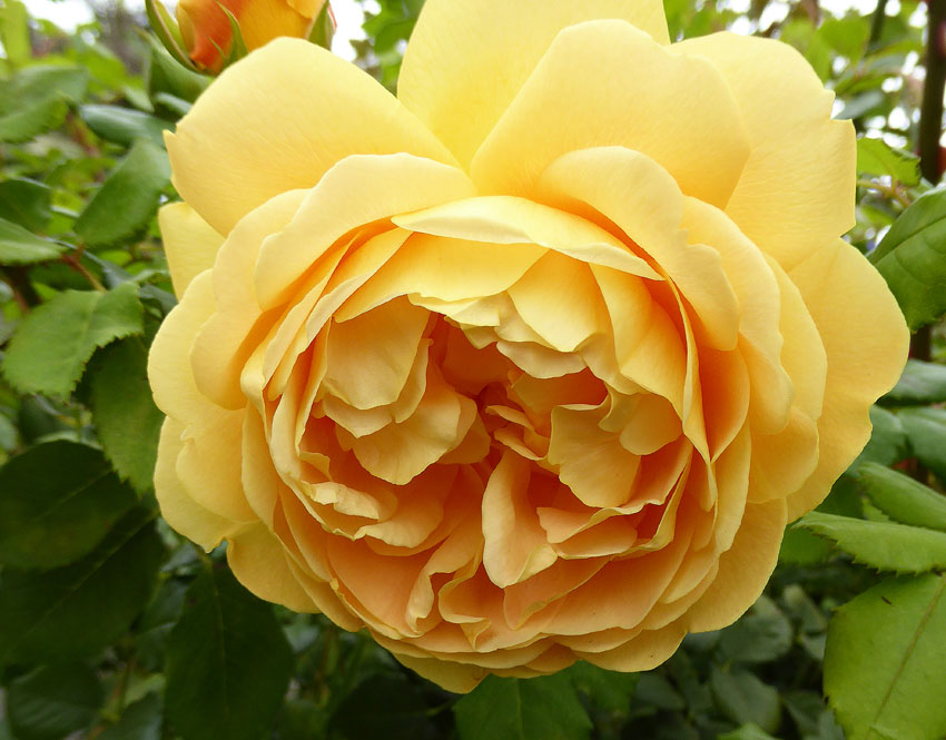 Rosa 'Golden Celebration' - Shrub Rose