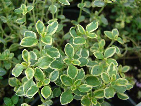 Thymus 'Gold Edge' - Lemon Thyme