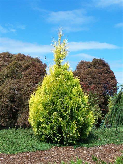 Thuja occ. 'Golden Blush'
