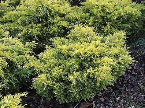 Juniperus pfizteriana 'Golden Joy' - Golden Joy Juniper