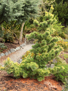 Pinus parviflora ‘Goldilocks' - Japanese White Pine