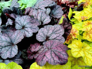 Heuchera 'Grape Expectations’