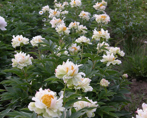 Paeonia Lact. "Green Lotus" Peony