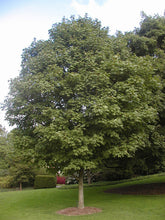 Load image into Gallery viewer, Acer saccharum 'Green Mountain' - Sugar Maple
