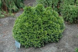 Thuja plic. 'Gruene Kugel'