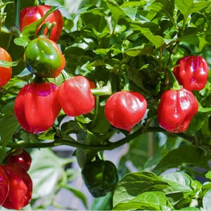 Pepper ‘Red Habanero' (Hot)