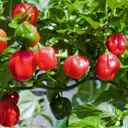 Pepper ‘Red Habanero' (Hot)
