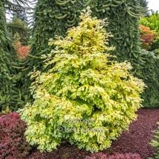 Metasequoia 'Hamlet's Broom' - Dawn Redwood